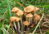 20 съедобных грибов. Понятие типы грибов. «Леди с вуалью», или бамбуковый гриб