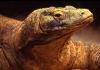 Интересное о рептилиях Ящерица, определяющая пол своего
 потомства